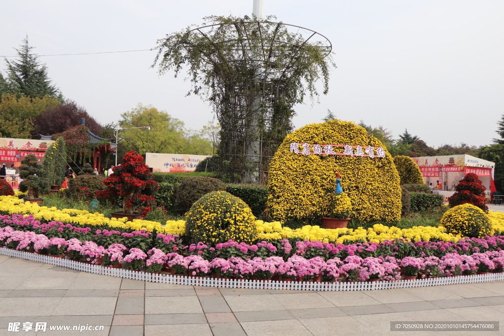 菊花造型图片