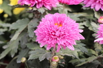 粉色菊花图片