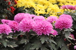 粉色菊花图片