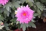 粉色菊花图片