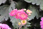 粉色菊花图片