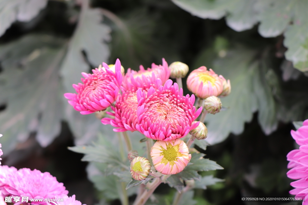 粉色菊花图片