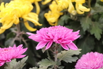 粉色菊花图片
