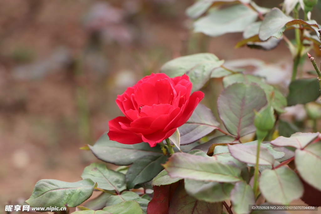 红色月季花图片