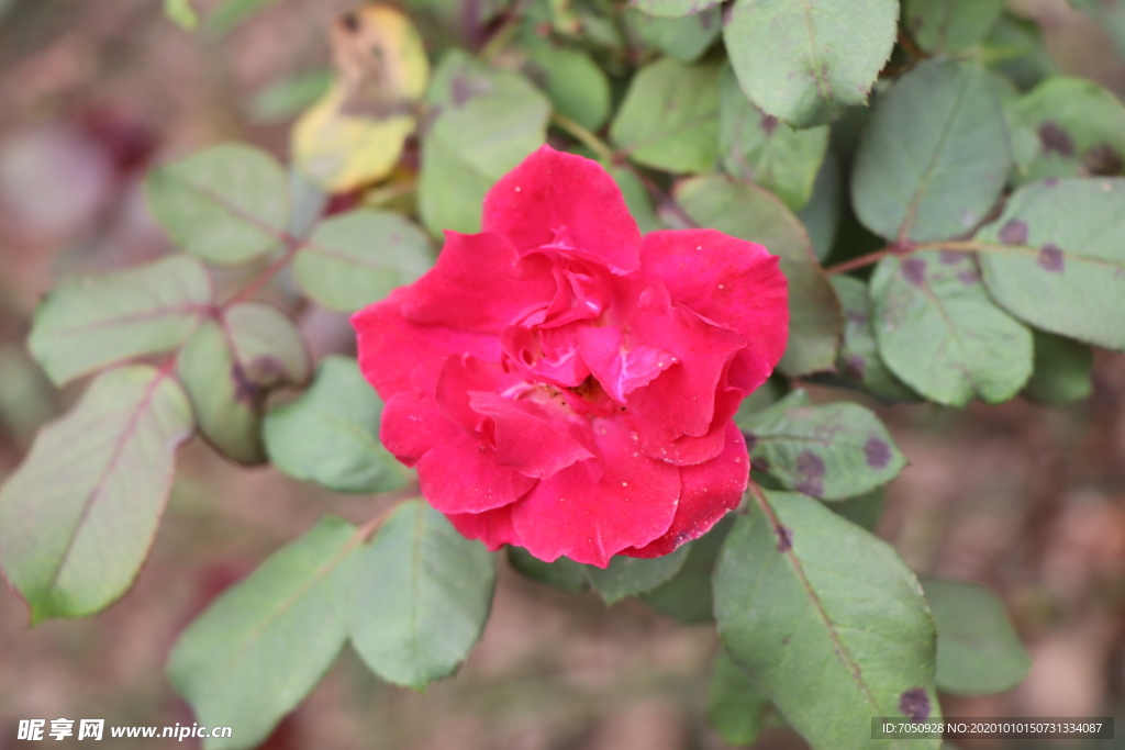 红色月季花图片