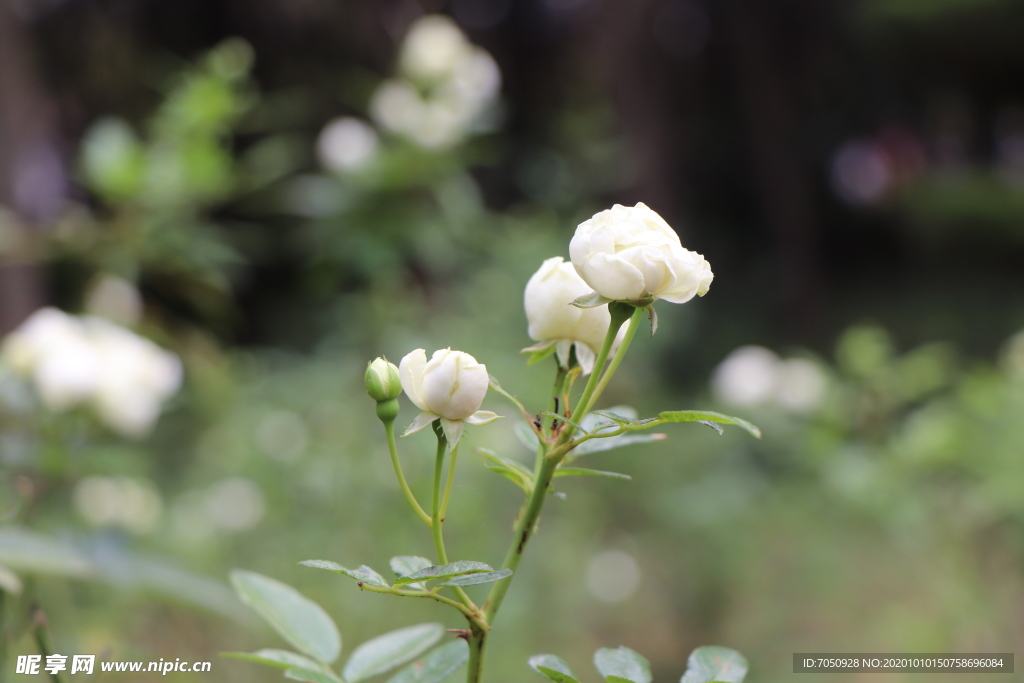 白色月季花图片