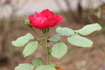 红色月季花图片