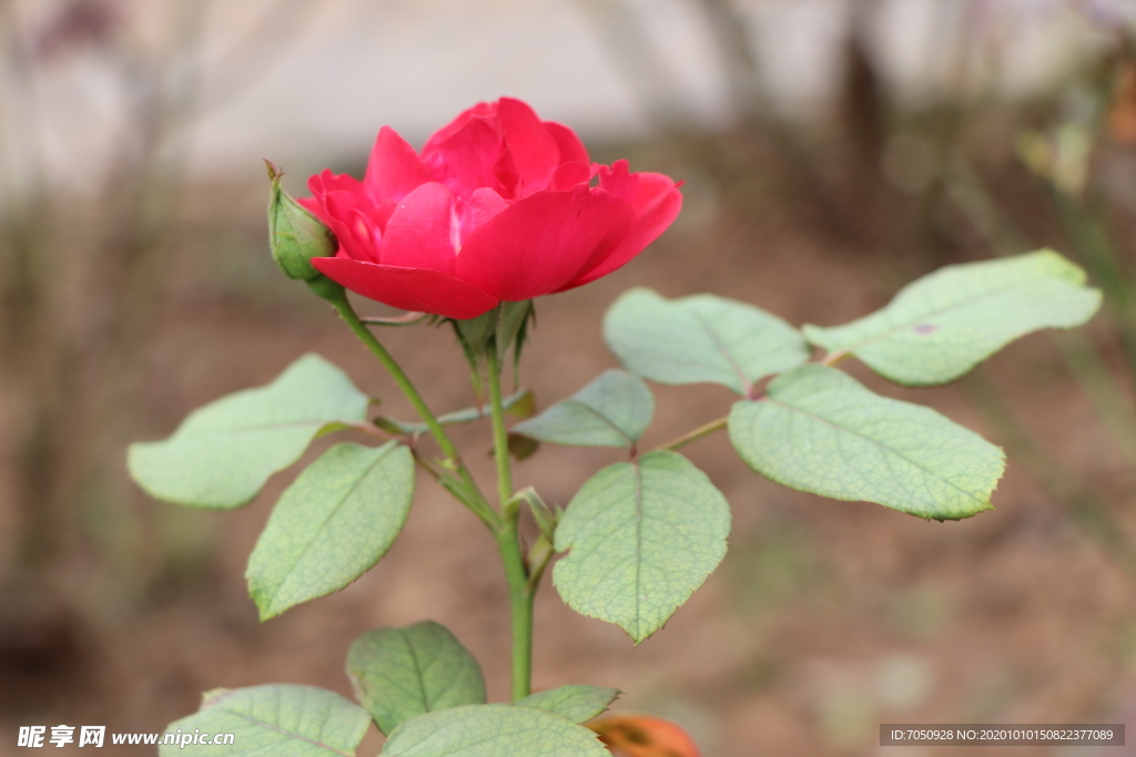 红色月季花图片