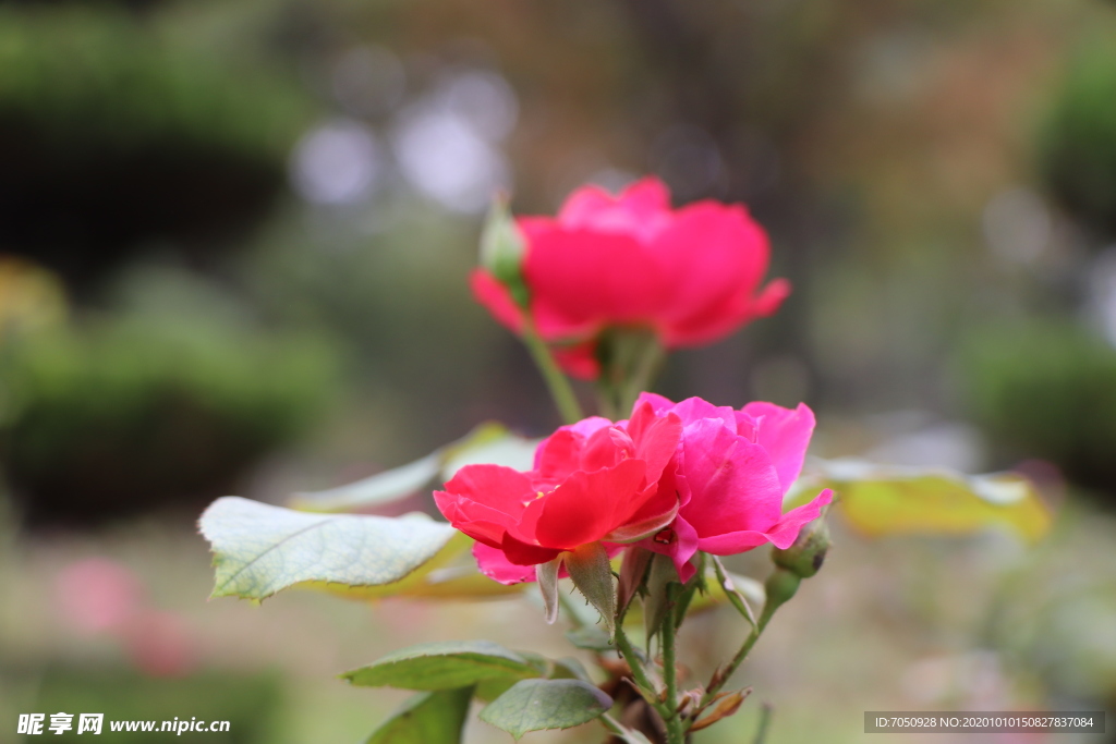 红色月季花图片