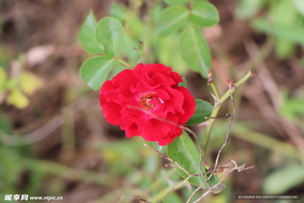 红色月季花图片