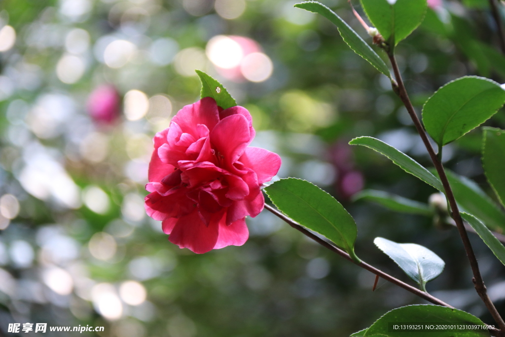 山茶花