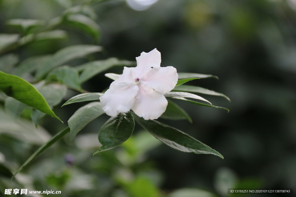 茉莉花