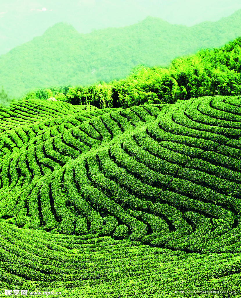 茶叶 青山