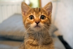 家猫