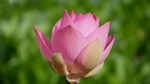 莲花