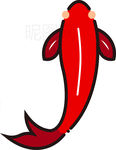 锦鲤