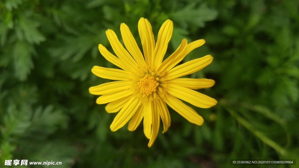 菊花  花草