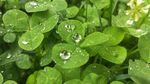 四叶草 幸运草