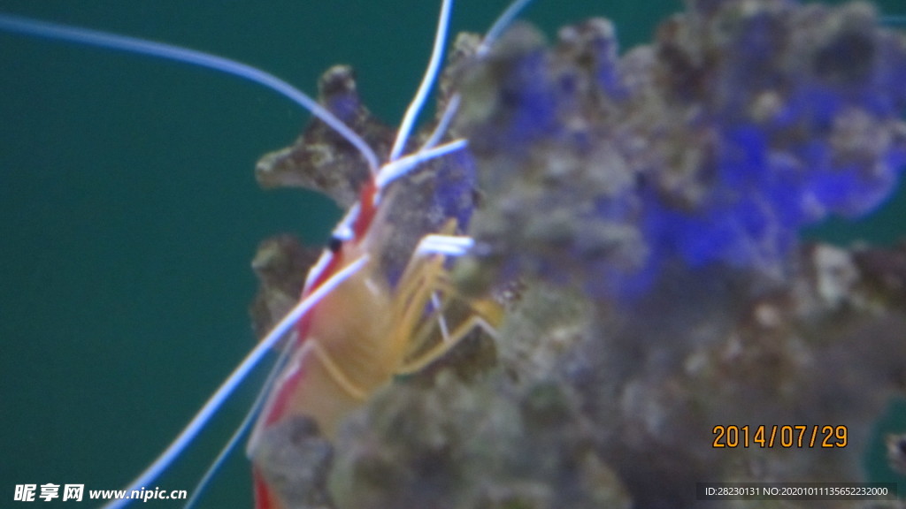 虾