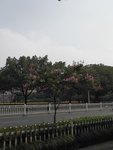 马路边的树