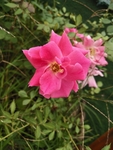 月季