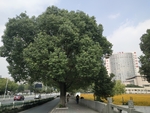 街边的树