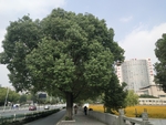 街边大树