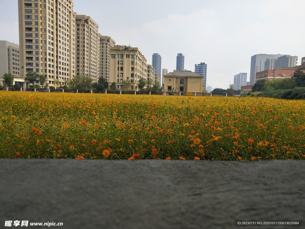 城市花海