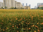 城市花海