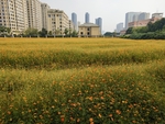 城市花海