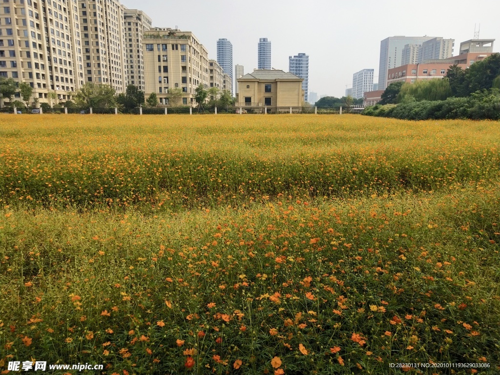 城市花海