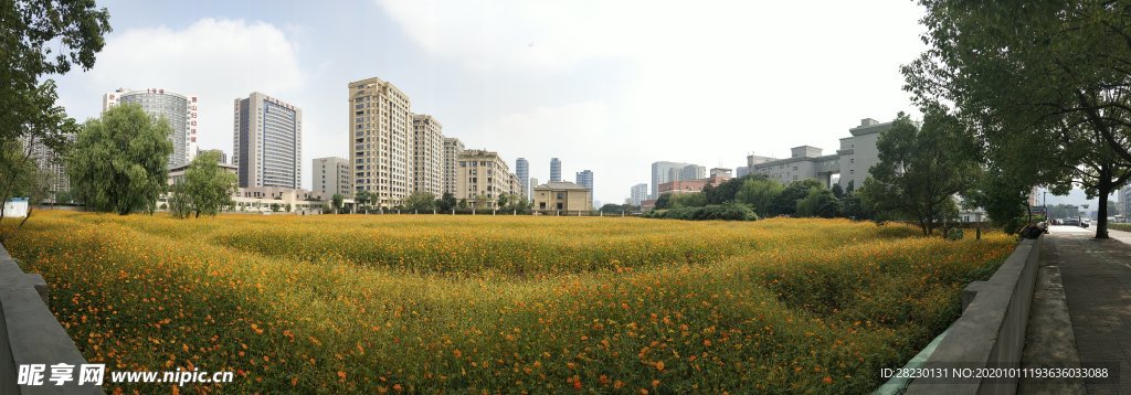 城市花海