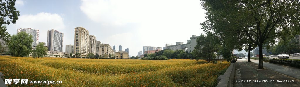 城市花海