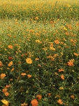 花海
