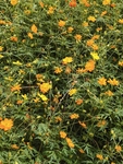 花海