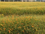 花海