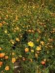 花海