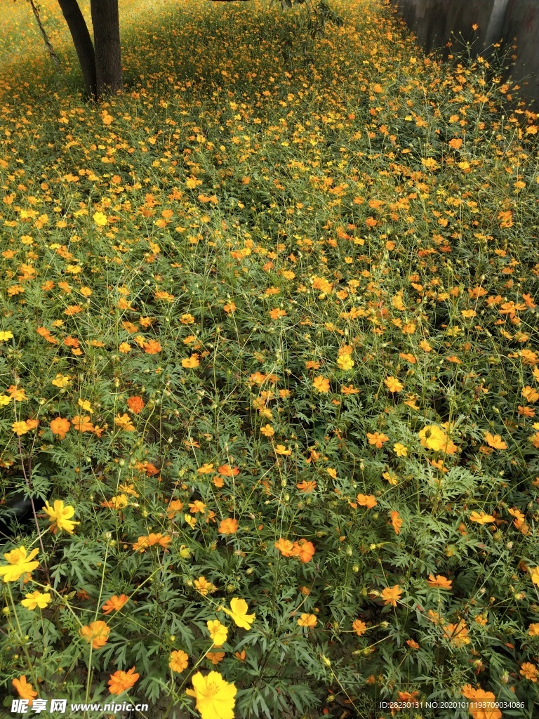 花海