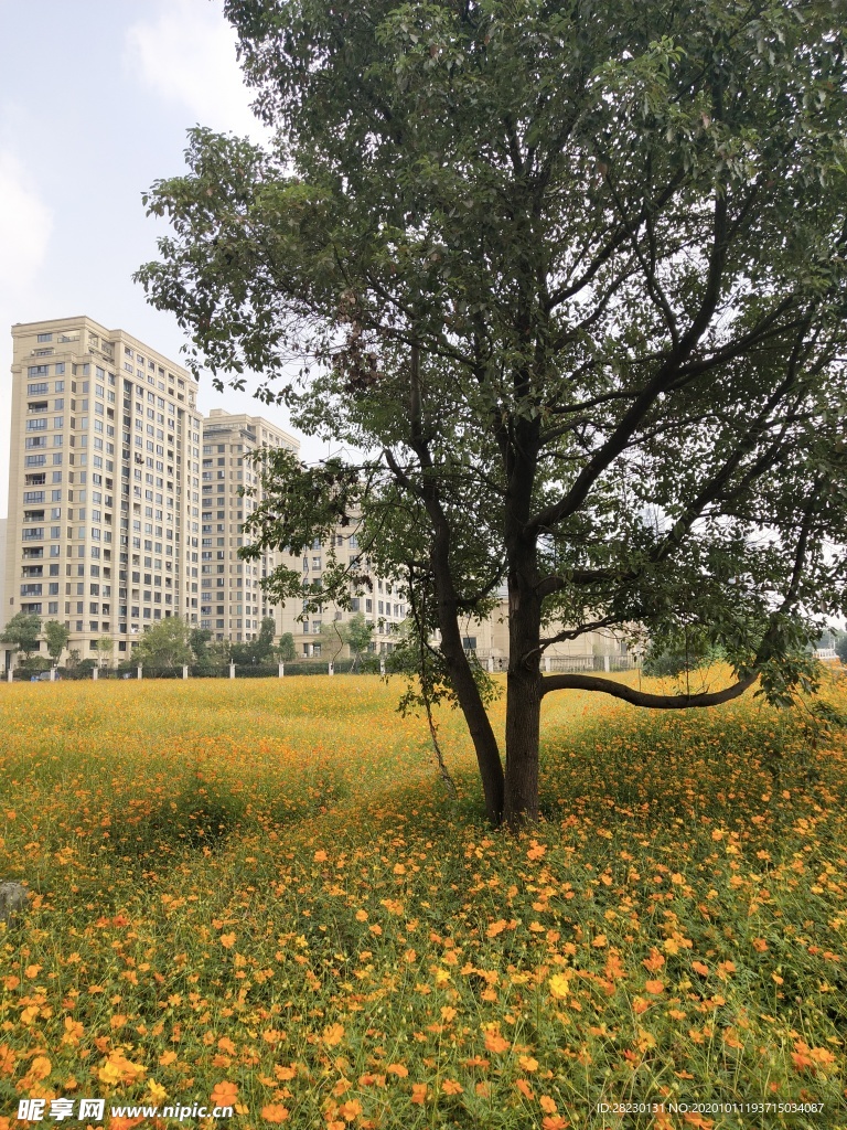 城市花海