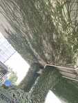 爬墙虎