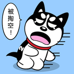 哈小齐