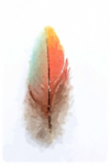 水彩插画鸟图案