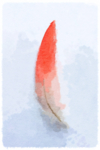 水彩插画鸟图案