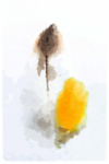 水彩插画鸟图案