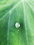 水珠
