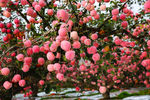 苹果树