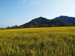 稻田