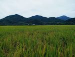 稻田