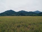 稻田