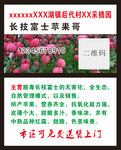 富士苹果
